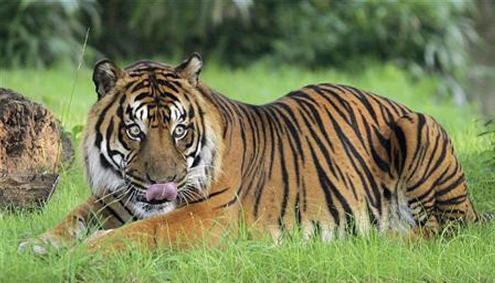 Man Eater Tiger That Killed Nine Shot Dead In India Pakistan Live News