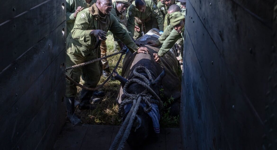 Kenya Wildlife Services veterinarians rangers prepare to load a sedated female black Rhinoceros that has been selected for translocation to the Segera Rhino Sanctuary from the Lake Nakuru National Park into a transportation crate on June 07, 2025. — AFP