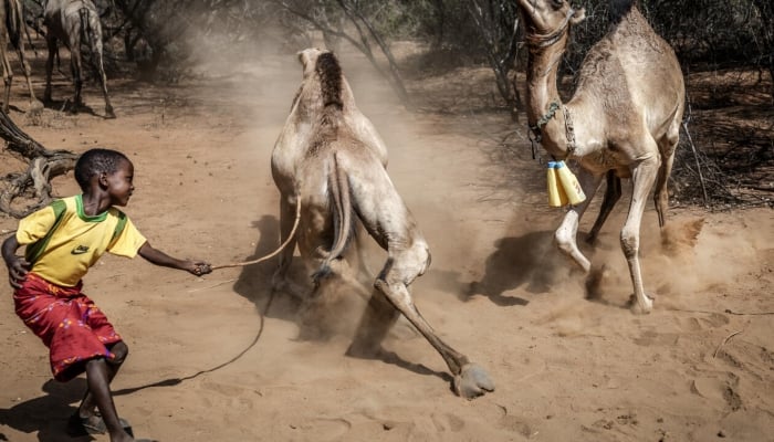Camels replace cows as Kenya battles drought Image shows camels in Kenya. — AFP