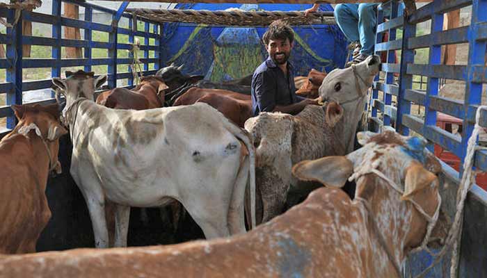 Jehlum landlord ‘mutilates’ cow for straying into his field A man unloading sacrificial bulls for sale from a truck in Karachi on May 30, 2025. — Reuters