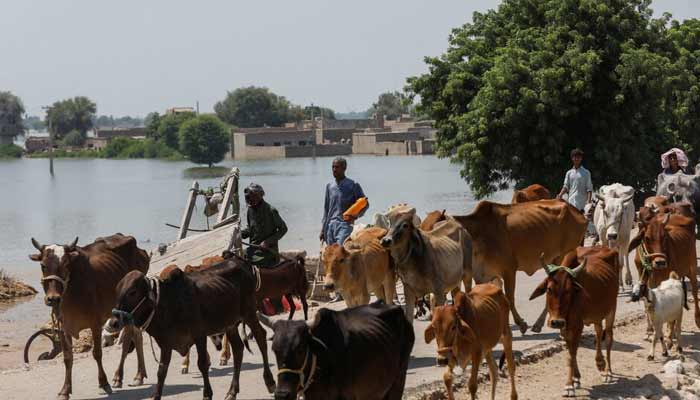 Man ‘amputates’ cow’s leg for entering field in Jehlum Men walk with their animals in search of higher ground, amid rising flood water, following rains and floods during the monsoon season on the outskirts of Bhan Syedabad, September 8, 2022.— Reuters