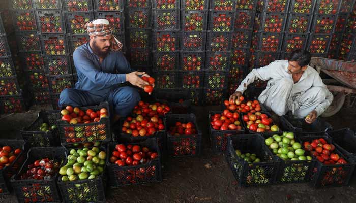Pakistan-Afghanistan border closures push up prices of essentials such as Men sort tomatoes at a wholesale vegetable market, as prices of various vegetables and fruits rose after Pakistan closed border crossings with Afghanistan following exchanges of fire, and a ceasefire deal was later agreed upon by the two nations, in Peshawar, Pakistan, October 23, 2025.— Reuters
