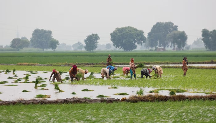 Pakistan to benefit from $250m climate resilience fund for glacier-fed Women farmers plant rice saplings in the field in Muridke, Sheikhupura District in Punjab province, Pakistan August 12, 2025. — Reuters