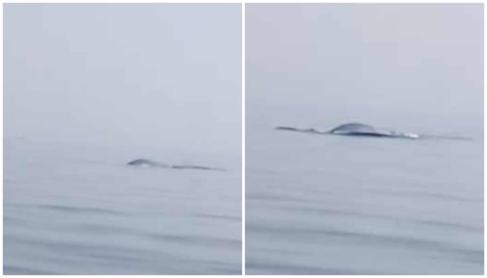 Rare pod of Bryde’s whales sighted near Gwadar The movements of Bryde’s whales noticed on the surface of the calm sea at least 5 kilometers north of the fishing point. — Screengrab/WWF-Pakistan