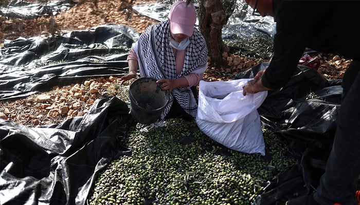 Settler violence disrupts West Bank olive harvest Volunteers help Palestinian farmers harvest olives in the Palestinian town of Birzeit, north of Ramallah in the Israeli occupied West Bank, on October 23, 2025. — AFP