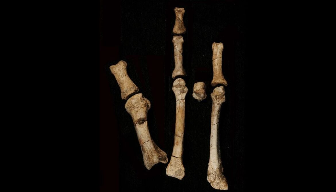 Scientists finally crack ‘Burtele Foot’ mystery, challenging human evolution 