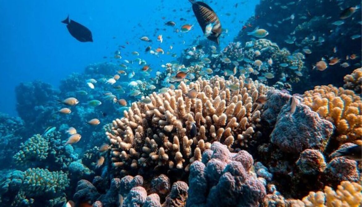 Caribbean climate breakdown crisis: Hard coral decline hits 48%