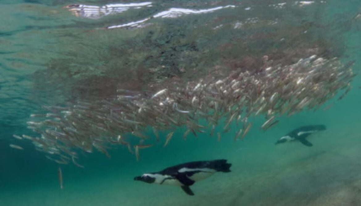 Penguin starvation crisis: New study revealed sardine population collapse causes 60,000 bird deaths