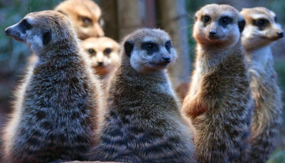 New study reveals humans snuggle near meerkats in monogamy rankings