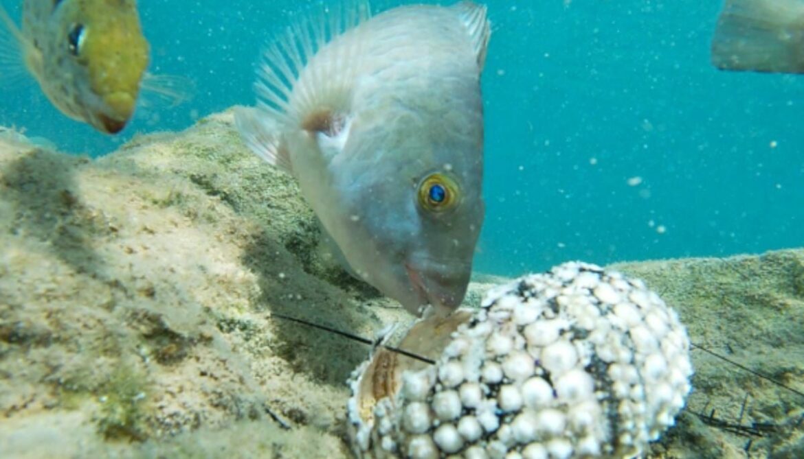 Sea urchin species deadly undersea outbreak could reshape marine ecosystems worldwide