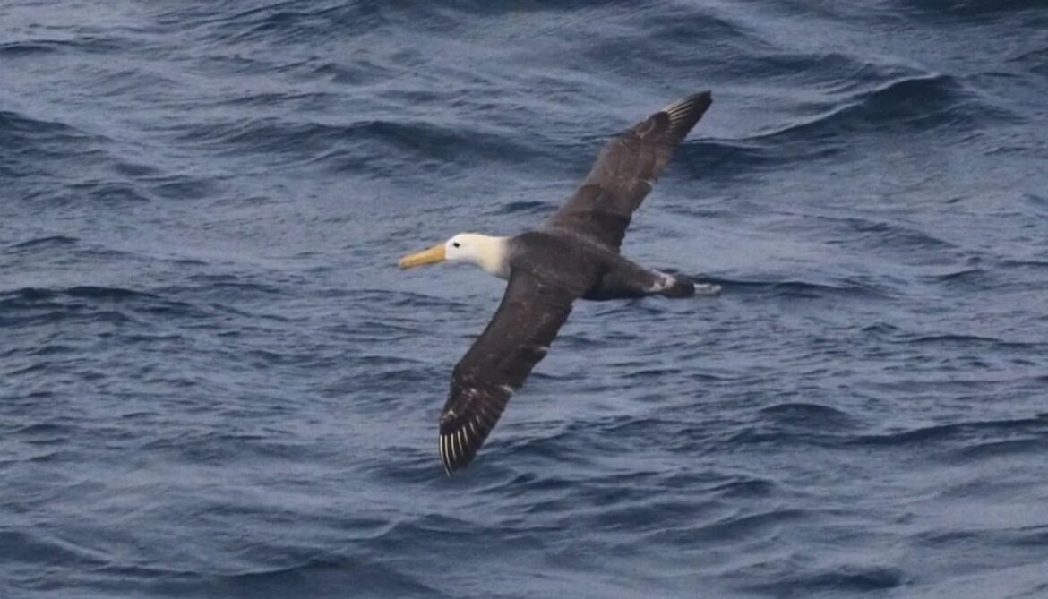 Albatross mystery: Critically endangered bird spotted 4,800km from home 