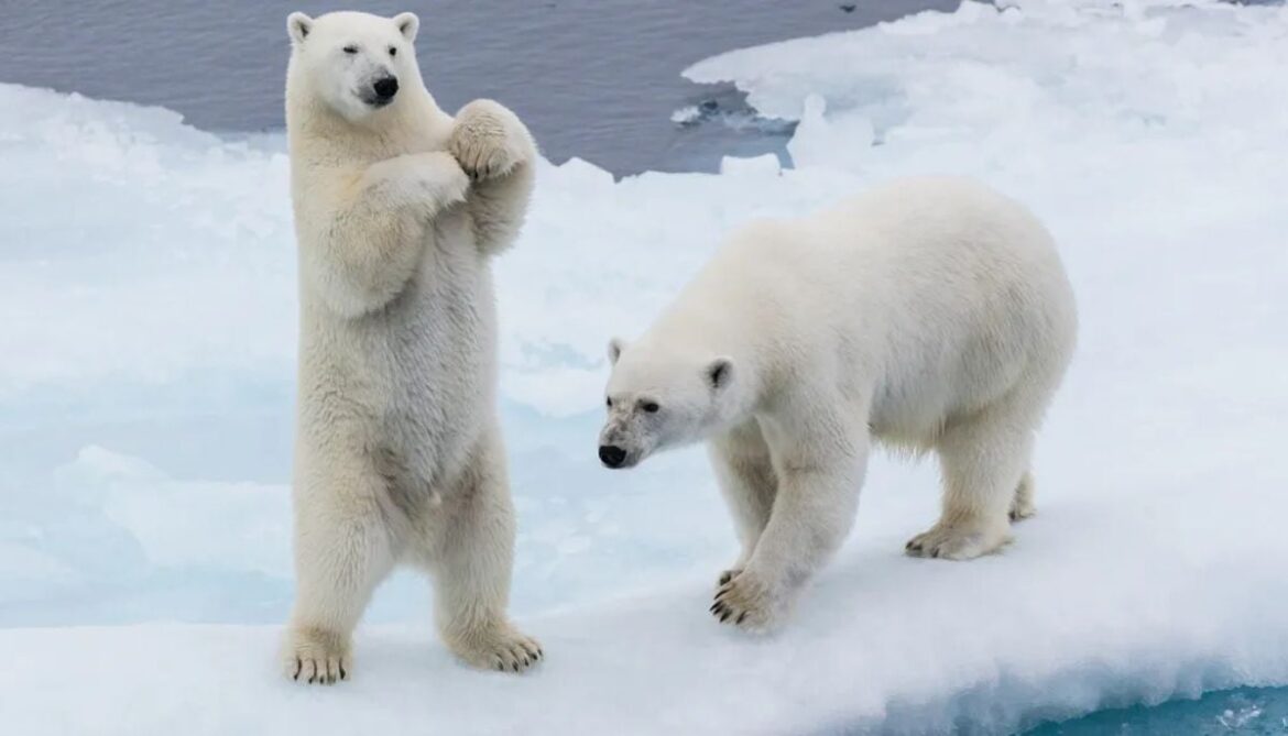 Climate change paradox: Polar bears are getting fatter as Arctic ice disappears