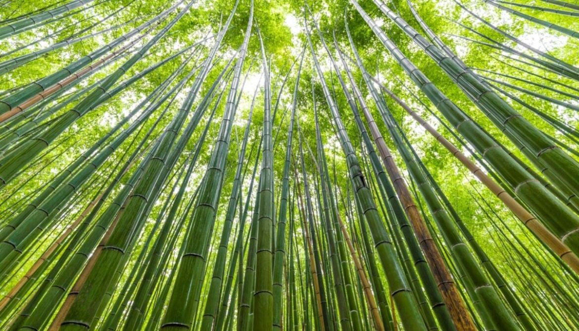 Bamboo: World’s next sustainable ‘superfood’ hiding in plain sight