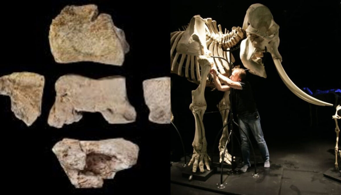 Archaeologists unearthed possible fragments of Hannibal’s war elephant in Spain
