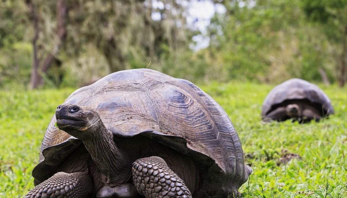 Giant tortoise reintroduced to island after almost 200 years