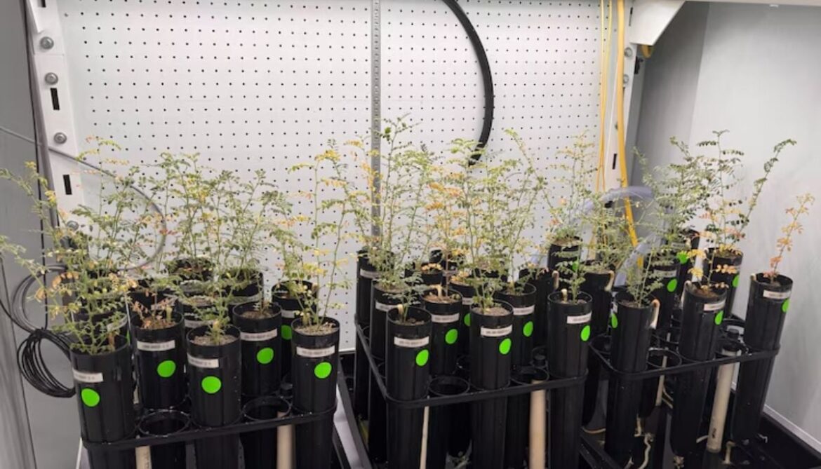 Can humans grow food on Moon? New research says yes