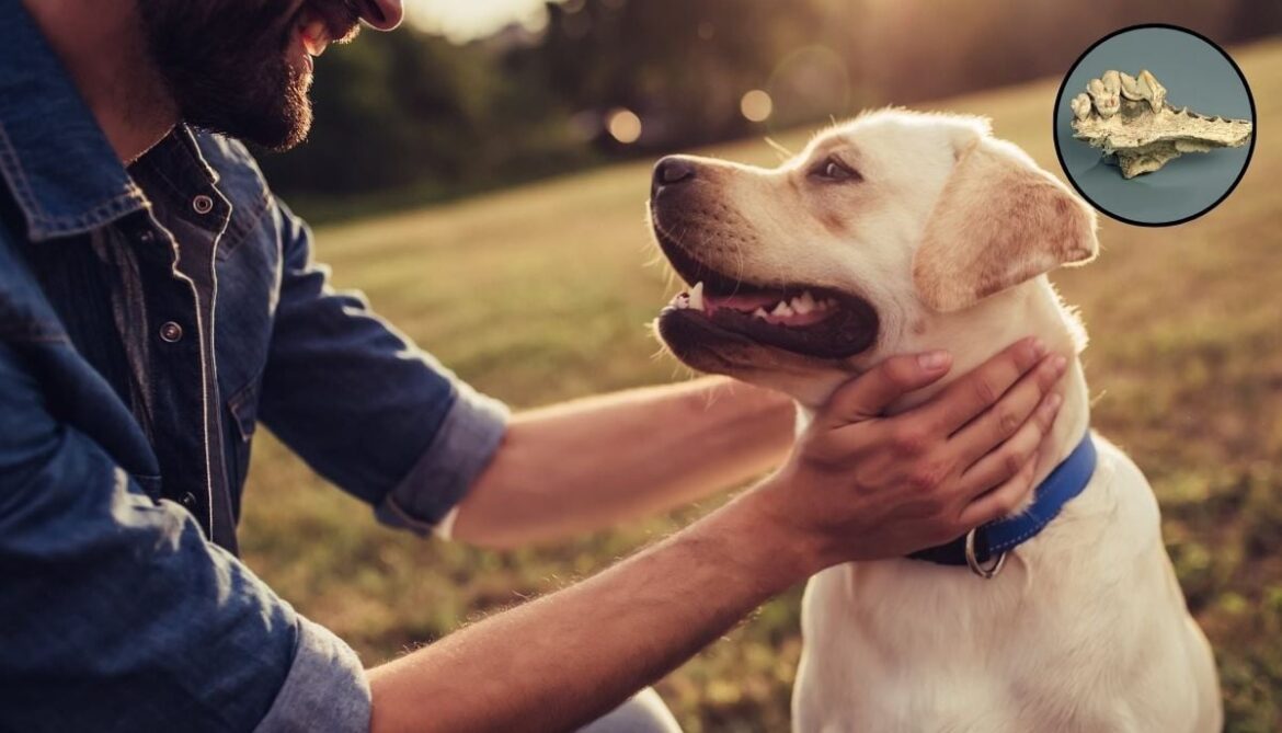 How dogs became man’s best friend 15,800 years ago: New study reveals 