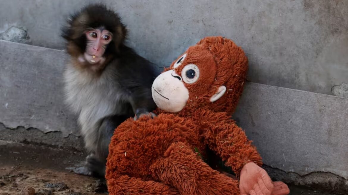 A baby Japanese macaque named Punch sits next to a stuffed orangutan at Ichikawa City Zoo, in Ichikawa, Chiba Prefecture, Japan, February 19, 2026. — Reuters