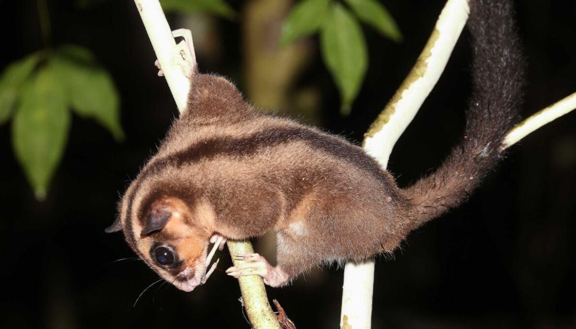 Scientists rediscover ‘extinct’ tiny Possum &amp; Glider in West Papua after 6,000 years