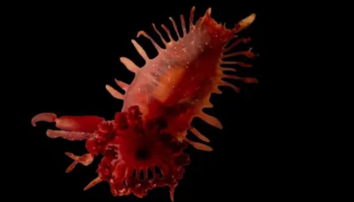 Scientists reveal stunning images of rare deep-sea species &amp; corals off British Caribbean coast