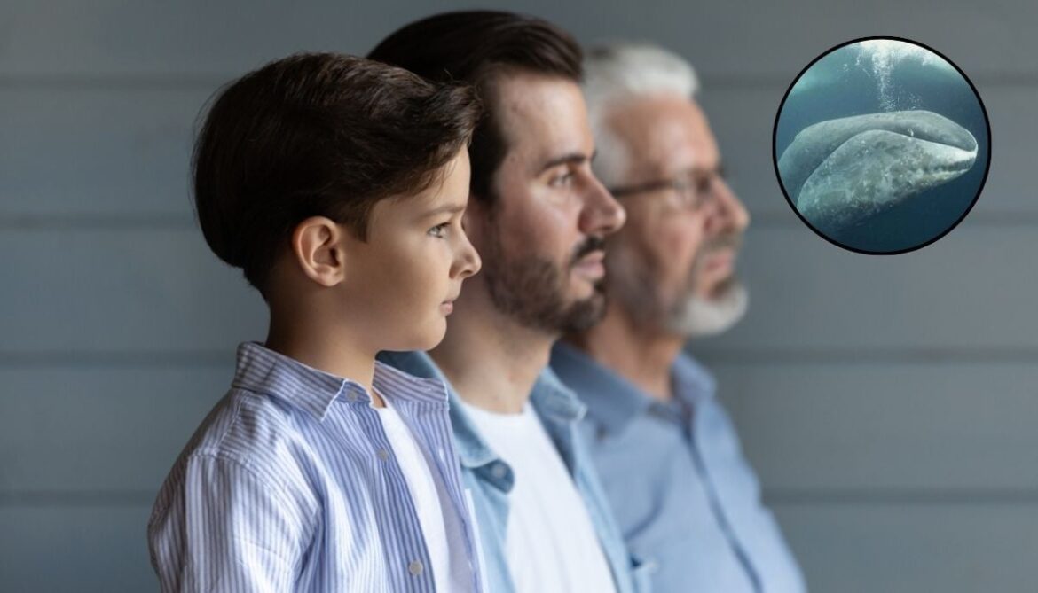 Scientists unlock whale longevity secrets – Could humans live 200 years?