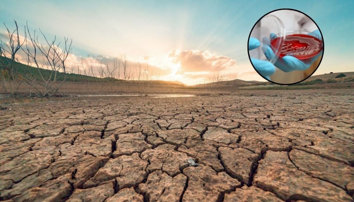 Superbugs on rise as climate change drives antibiotic resistance, study finds