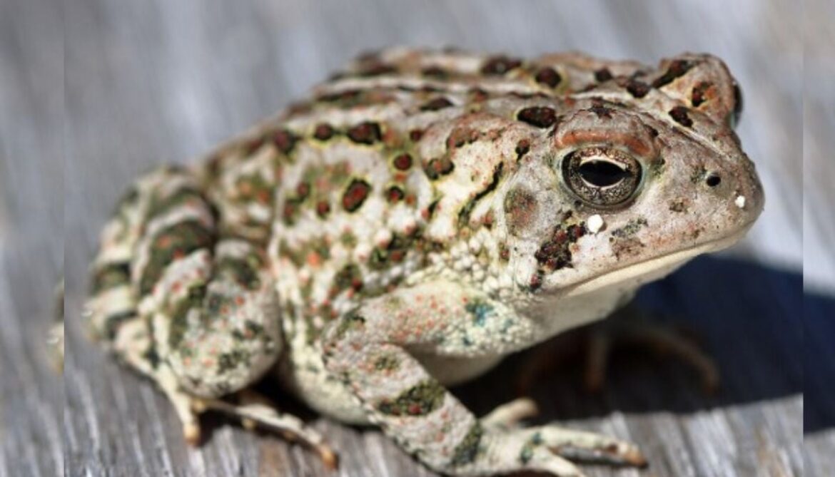 North Whales: Fear mounts as thousands of toads died in water reservoirs, are species under threat?