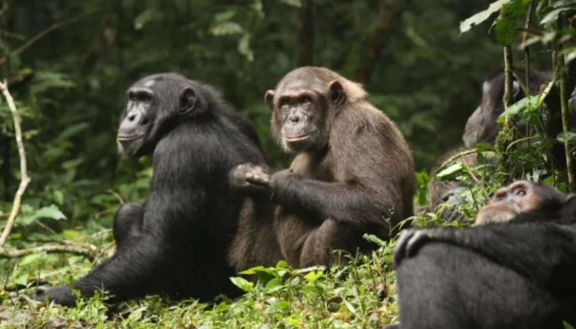 Inside deadly chimp ‘civil war’ in Uganda—What they reveal about human nature