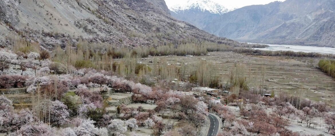 Commuters ride past apricot blossom trees, against the backdrop of snow-capped mountains at Ghanche district in Gilgit-Baltistan region on March 30, 2026. — AFP