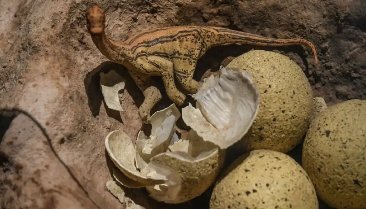 Scientists uncover 72 million years old dinosaur eggs and remnants of titanosaurs