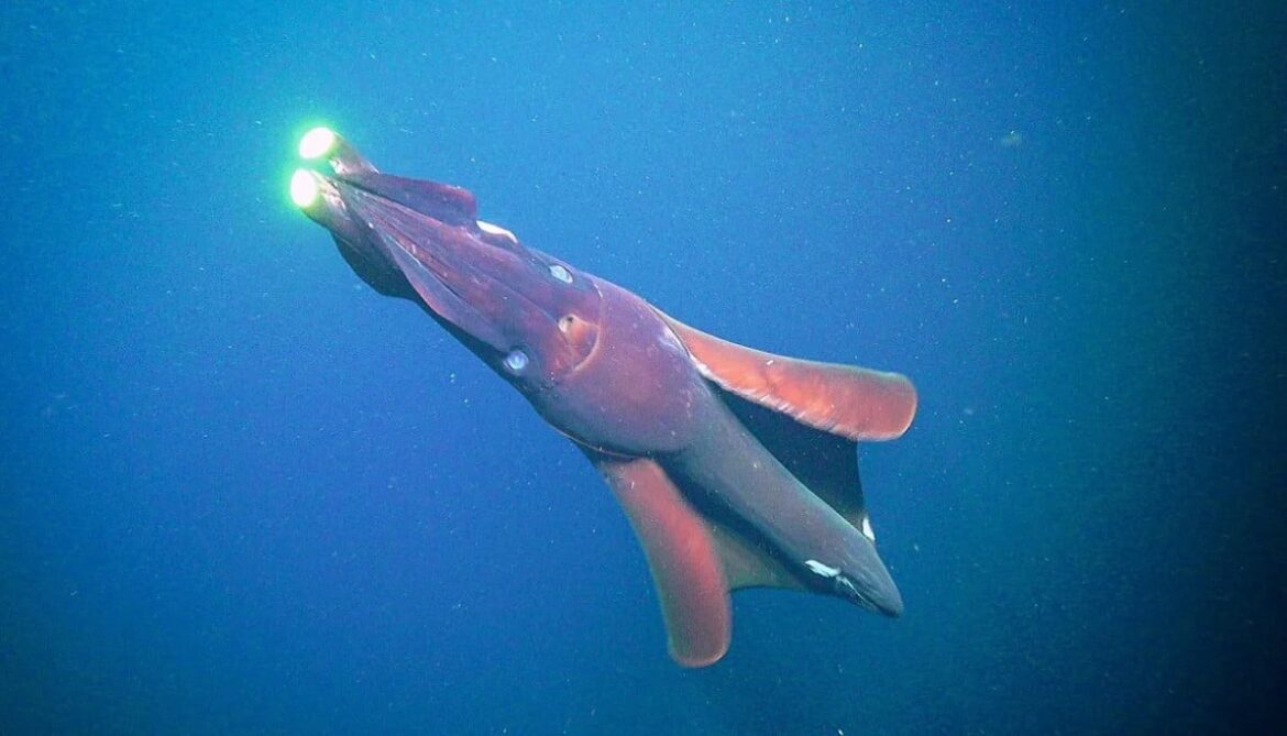Giant squid detected off Western Australia coast as deep-sea study reveals hidden species