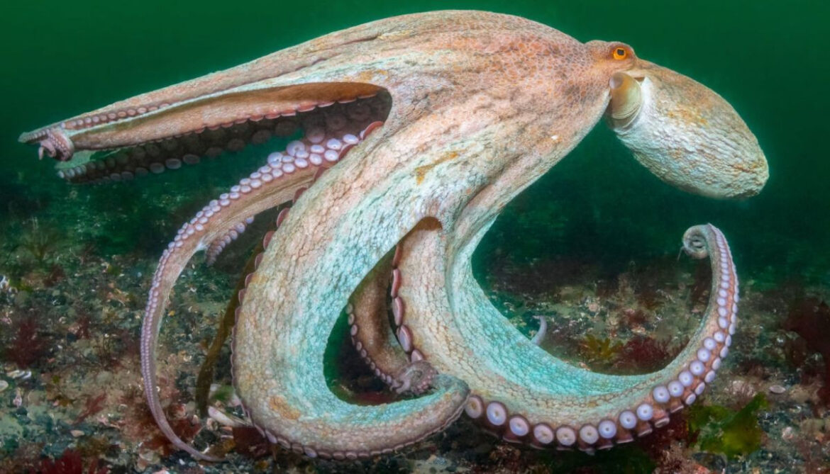 The Kraken was real: Researchers uncover how giant octopuses ruled the seas 100 million years ago