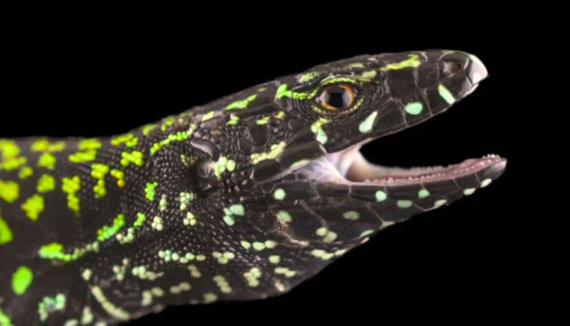 Study reveals how aggressive 'Hulk' lizards are wiping out millions of years of evolution