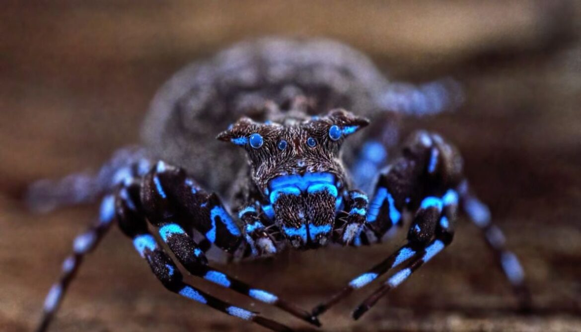 Fluorescent spider and armored cricket among incredible discoveries unearthed in Angola