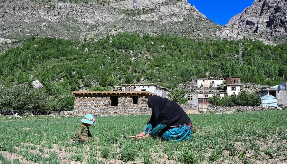 Afghan woman farmer Habiba (right) working at a field in the Eshtiwi village of Afghanistans Parun district. — AFP